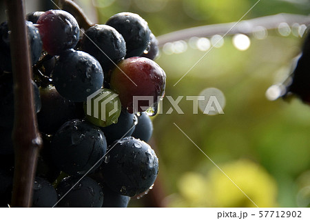 ブドウ 57712902
