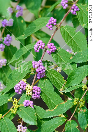 ムラサキシキブ 57713015