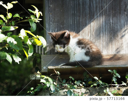 野良猫・子猫・弱弱しい 57713166