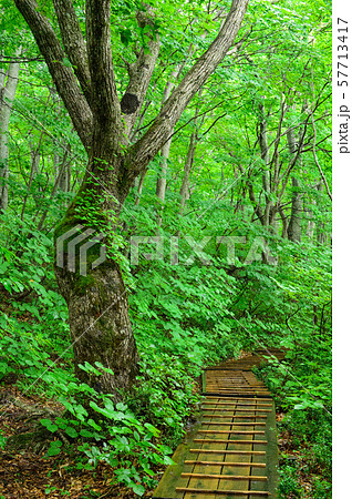 ミズナラの古木　獅子ヶ鼻湿原　秋田県 57713417