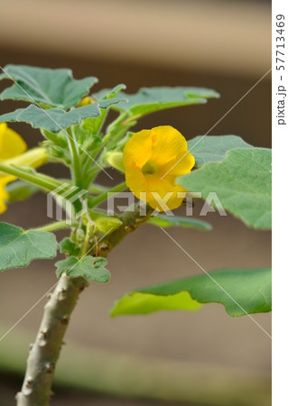 ウンカリナの花 ウンカリナの花 57713469