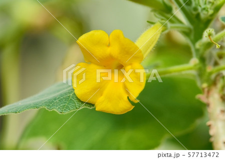 ウンカリナの花 57713472