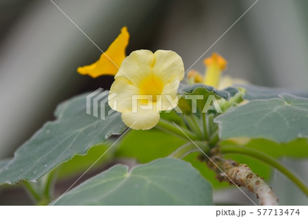 ウンカリナの花 57713474