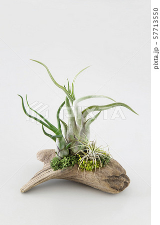 エアープランツ 観葉植物 エアープランツ 観葉植物 57713550
