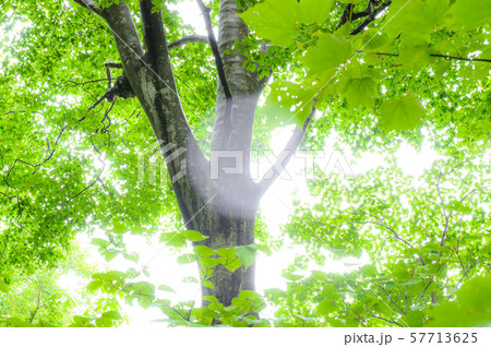 雨の森　ブナ 57713625