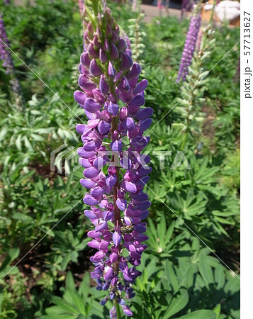 ルピナス 57713627