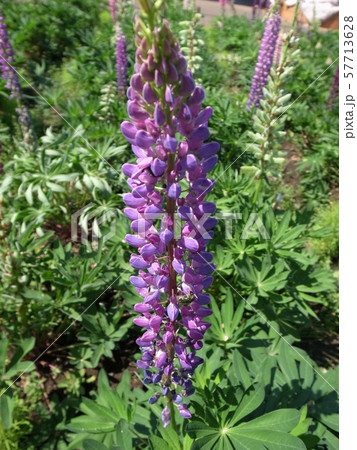 ルピナス 57713628