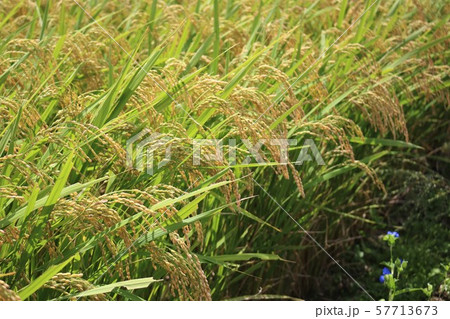 稲穂 57713673