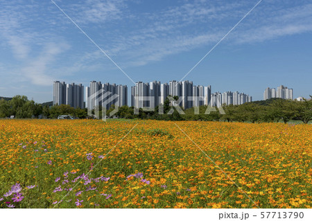 韓国 花 花畑 57713790