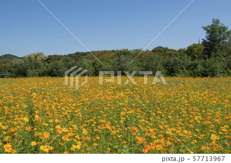 花 花畑 黄色 57713967