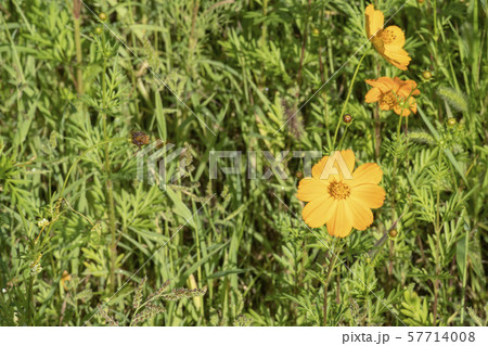 自然 花 花畑 57714008
