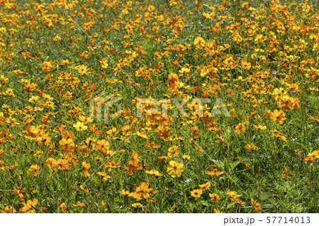 自然 花 花畑 57714013