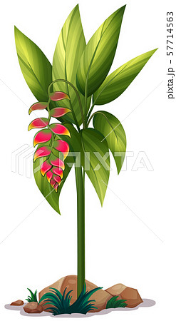 Bird of paradise flower on white background 57714563