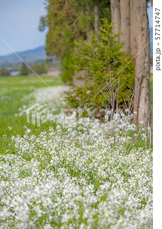 草原のハマダイコン 57714747