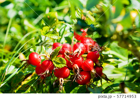 ハマナスの実 57714953