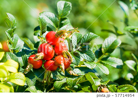 ハマナスの実 57714954