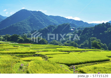白い曼珠沙華が咲く　寺坂棚田 57715120