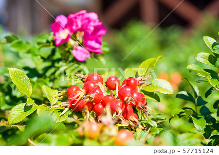 ハマナスの実の写真素材 ハマナスの実の写真素材