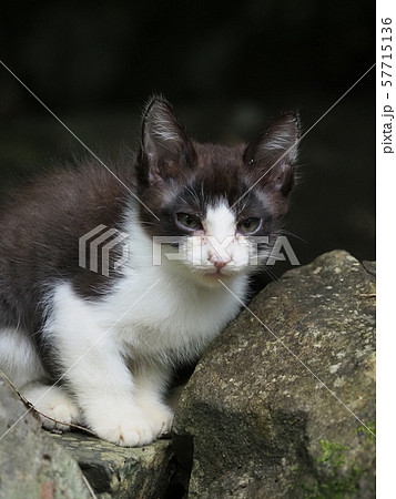 野良猫・子猫・岩場 野良猫・子猫・岩場 57715136