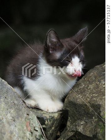 野良猫・子猫・岩場 57715137