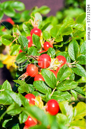 ハマナスの実 57715294