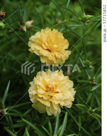 Portulaca flower. (Portulaca oleracea) Portulaca flower. (Portulaca oleracea) 57715852