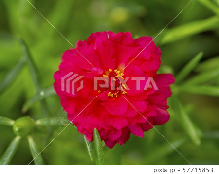 Portulaca flower. (Portulaca oleracea) Portulaca flower. (Portulaca oleracea) 57715853