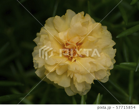 Portulaca flower. (Portulaca oleracea) 57715854