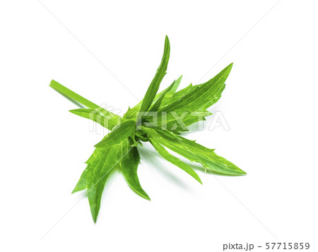 Close up Culantro flower with green leaves 57715859
