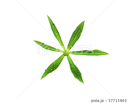 Close up Culantro flower with green leaves Close up Culantro flower with green leaves 57715863