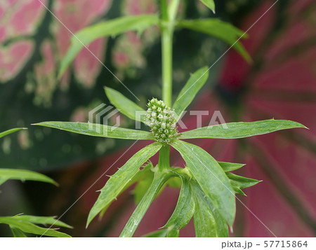 Close up Culantro flower with blur background. Close up Culantro flower with blur background. 57715864