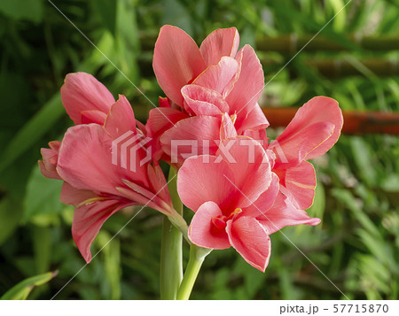 Pink Indian shot flower. 57715870