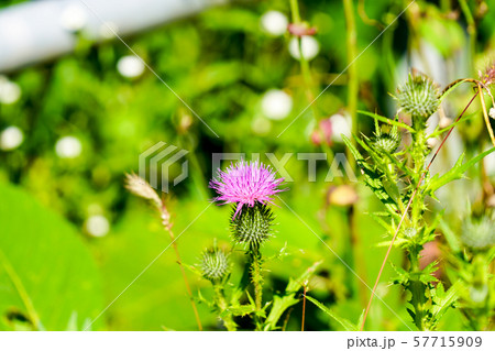 エゾアザミ 57715909