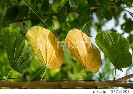 The yellow leaves in autumn The yellow leaves in autumn 57716008