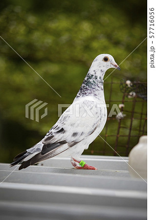 full body of homing pigeon standing on home loft 57716056
