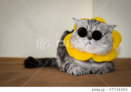 Scottish fold cat are wear sunglass and 57716303