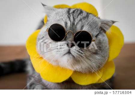 Scottish fold cat are wear sunglass and 57716304