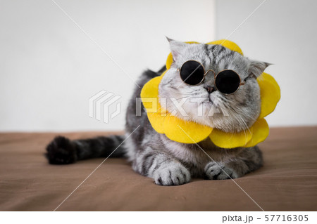 Scottish fold cat are wear sunglass and 57716305