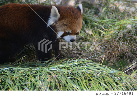 レッサーパンダ 57716491
