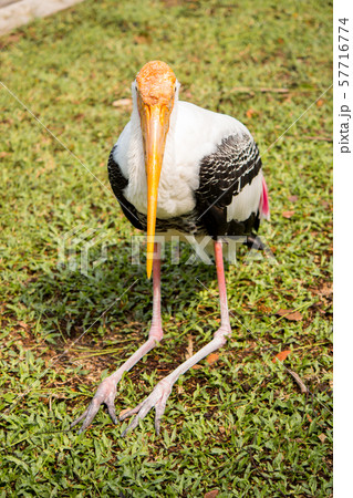 Closeup of painted stork bird. 57716774