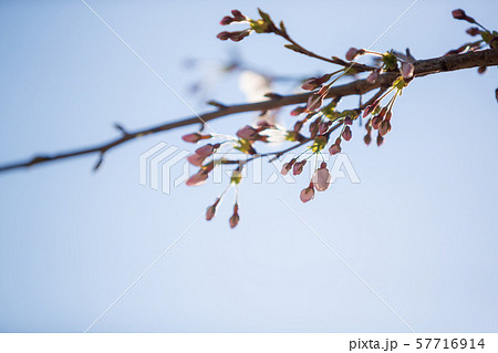 sakura sakura 57716914