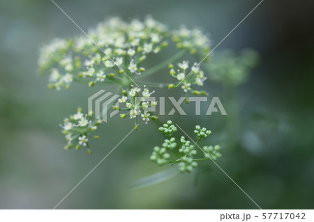 パセリの花 57717042