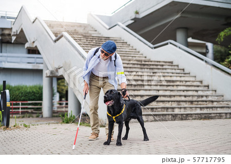 Senior blind man with guide dog standing by the stairs in city. 57717795