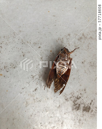 セミの死骸 セミの死骸 57718608
