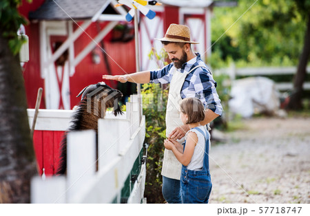A father with small daughter outdoors on family farm, feeding animals. A father with small daughter outdoors on family farm, feeding animals. 57718747