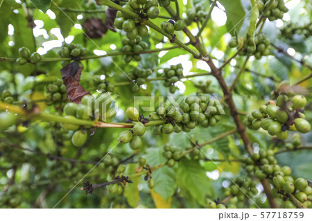Fresh green and red coffee beans on the branches Fresh green and red coffee beans on the branches 57718759