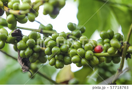 Fresh green and red coffee beans on the branches 57718763