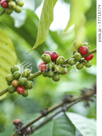 Fresh green and red coffee beans on the branches 57718774