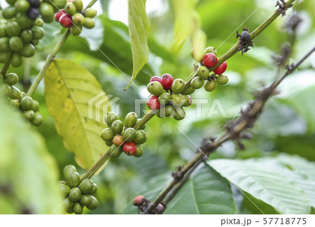 Fresh green and red coffee beans on the branches 57718775