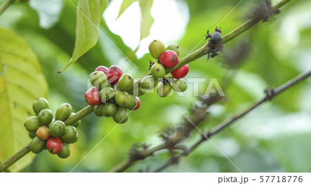 Fresh green and red coffee beans on the branches 57718776